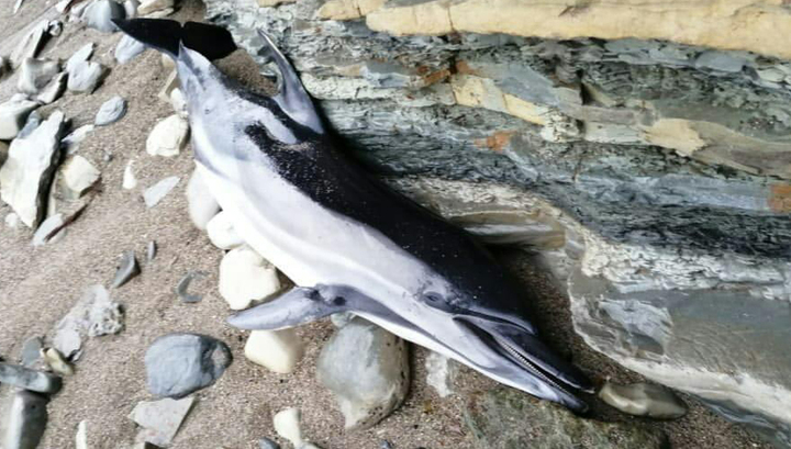 В Сочи и других городах региона обнаружены выброшенные на берег дельфины