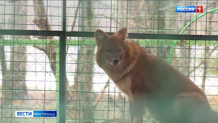 В зоопарке Костромы чернобурые лисицы поссорились с красными волками