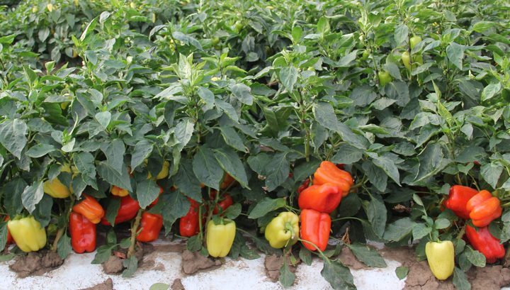 Производители и розничные сети договорились снизить цены на овощи в магазинах