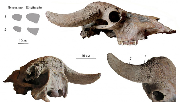 В Подмосковье найден череп древнего буйвола