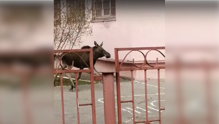 В нижегородский детский садик забрел молодой лось