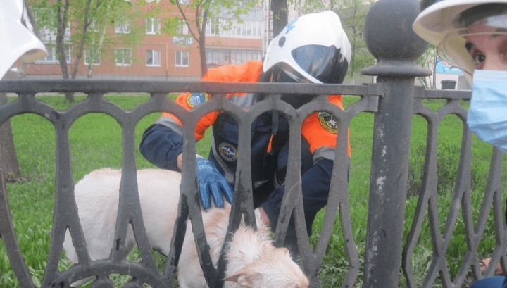 В Башкортостане спасли застрявшую в заборе собаку
