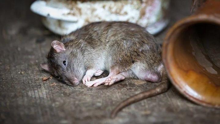 Крыса напала на жительницу Владивостока