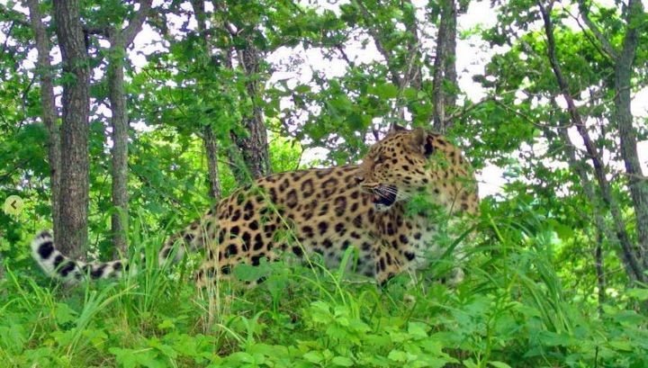 Долгожителем "Земли леопарда" признана 17-летняя Дуня