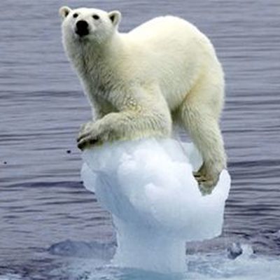 Почти два десятка белых медведей обосновались рядом с чукотским селом Рыркайпий Почти два десятка белых медведей обосновались рядом с чукотским селом Рыркайпий