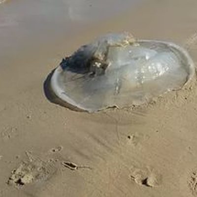 Пляжи Канарских островов атаковали ядовитые медузы Пляжи Канарских островов атаковали ядовитые медузы