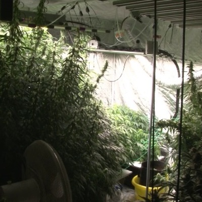 Смотреть плантации марихуаны сумка из конопли на пояс