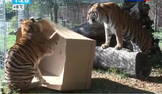 Все кошки любят коробки