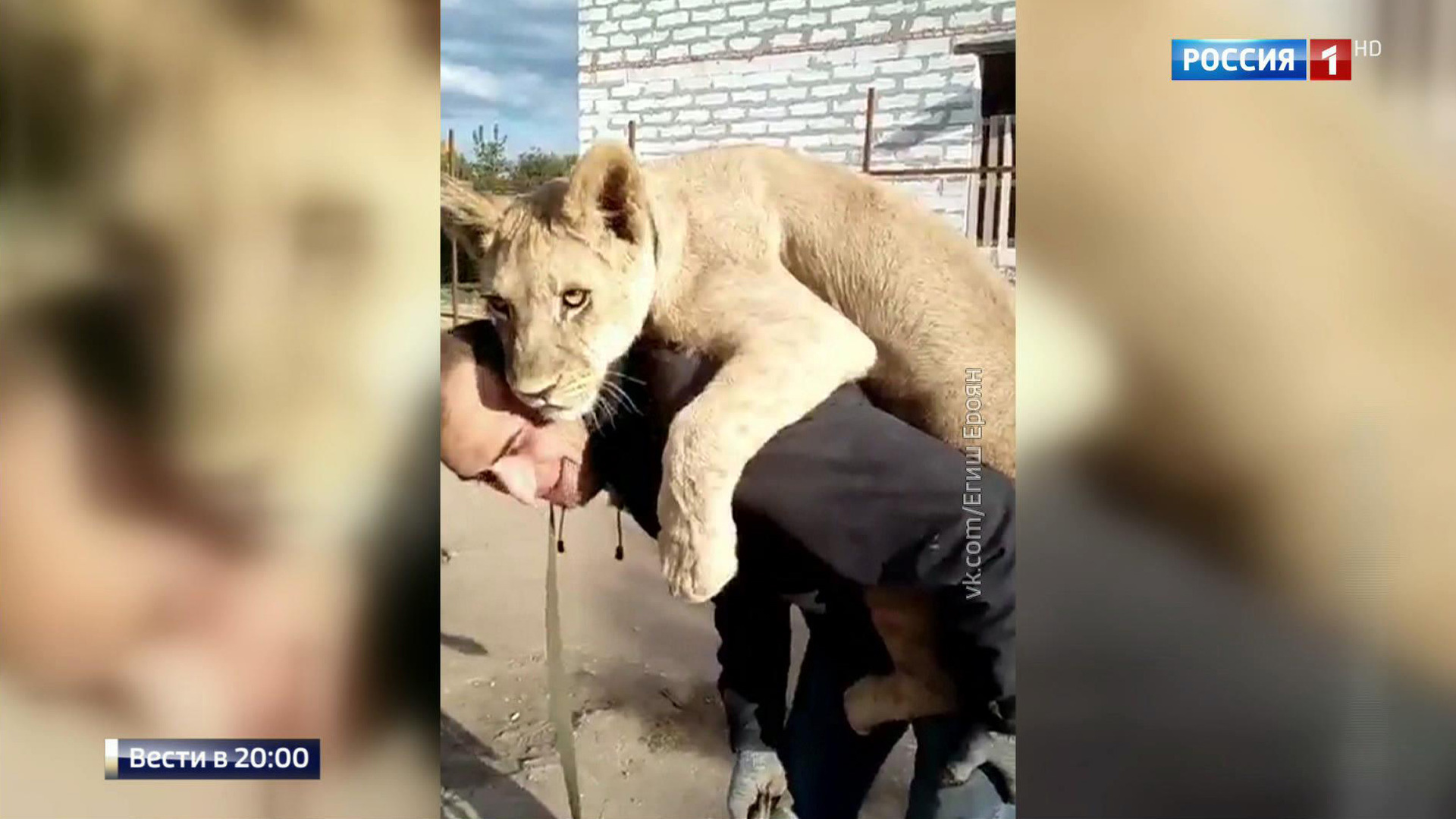 Нападение львов. Львицы напали на Льва в зоопарке.