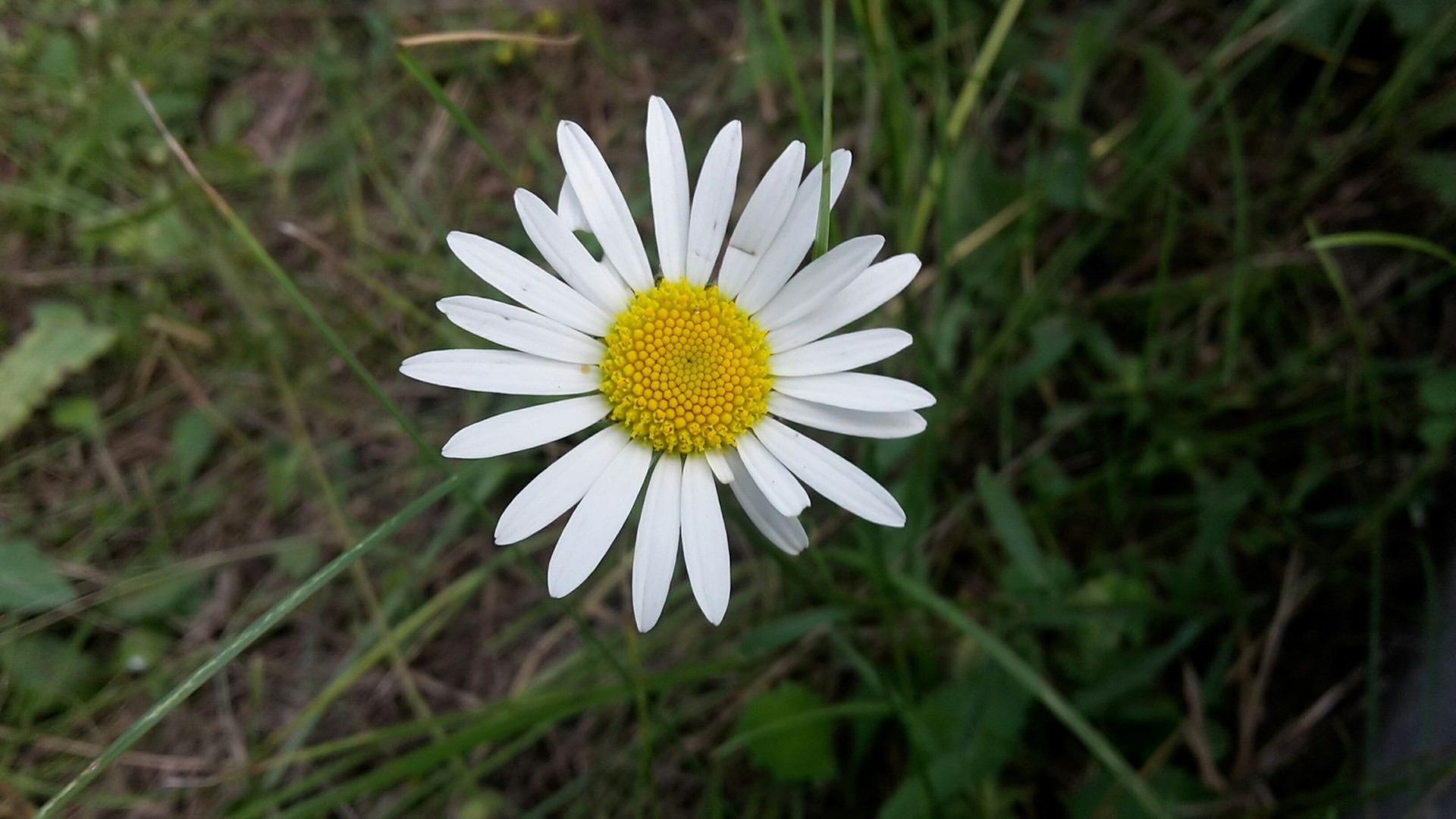 Белый цветок Калуга