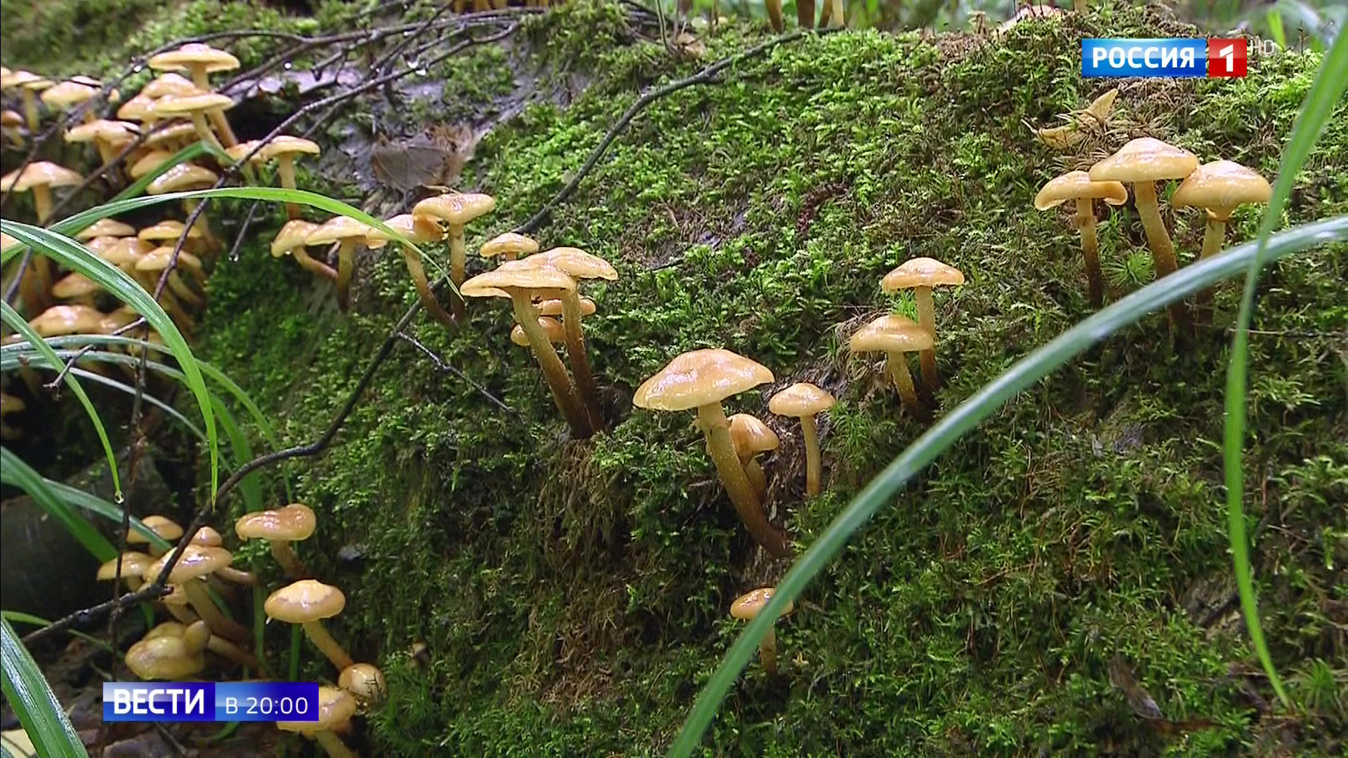 Отравление грибами в Волгоградской области