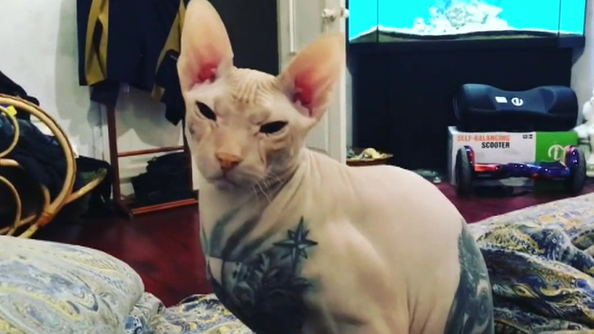 Татуированный кот сфинкс Екатеринбург