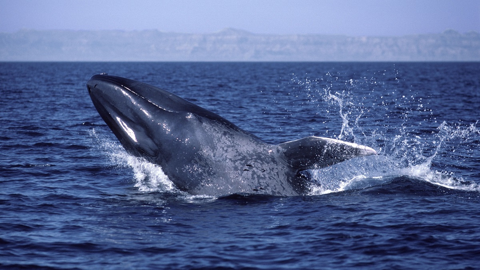Атлантический синий кит