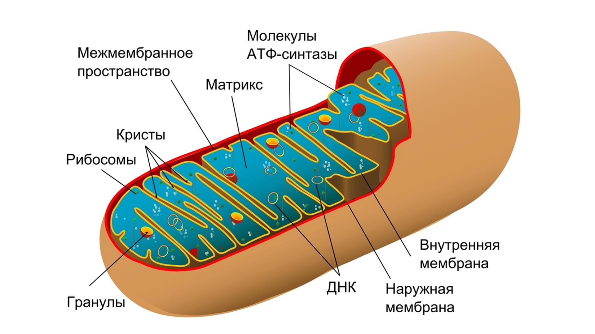 Схема митохондрии клетки