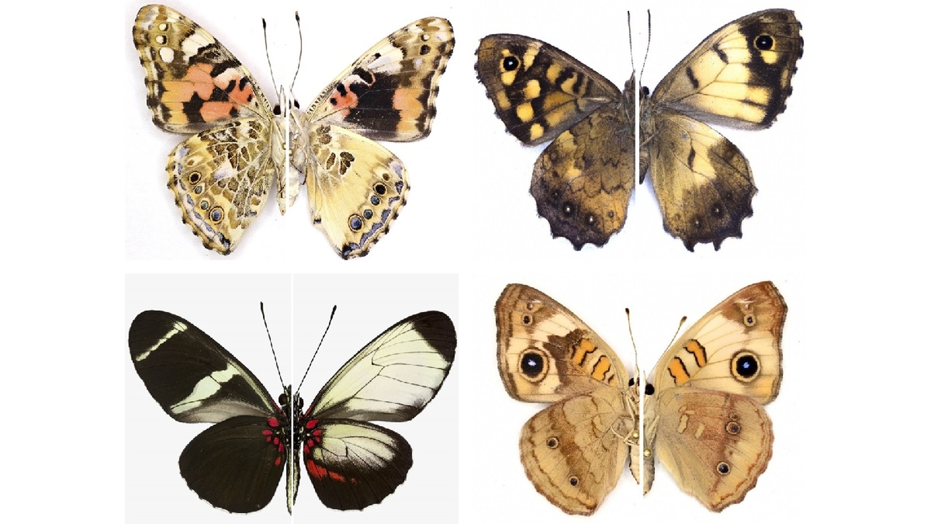 Типы крыльев у бабочек