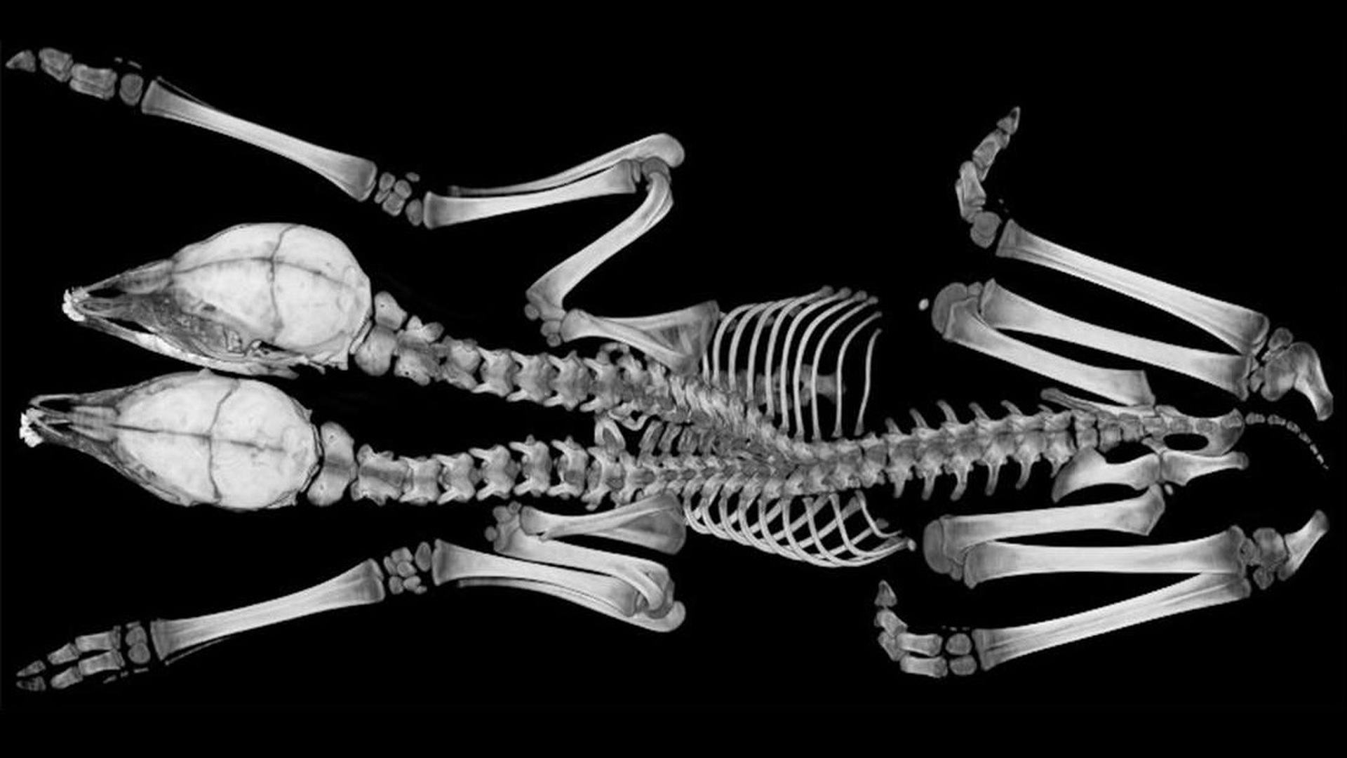 Скелет мутированных животных