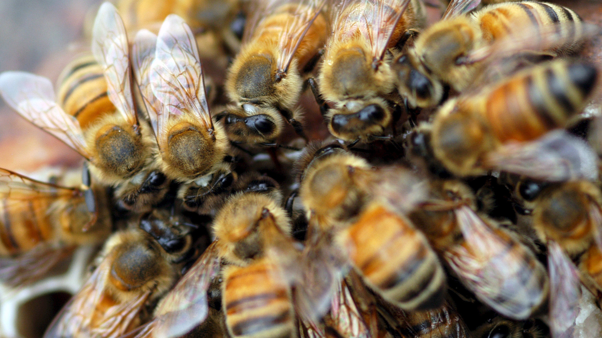 Почему пчелы летят в волосы