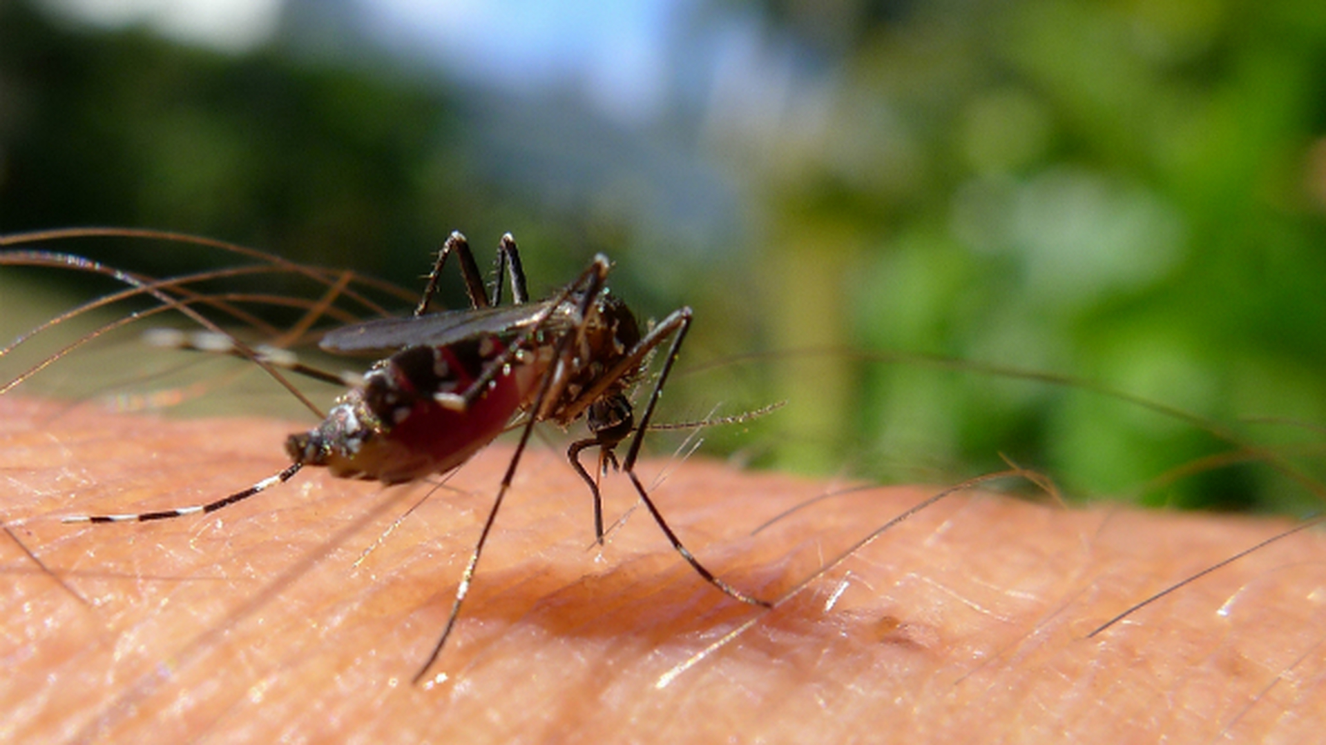 Сколько живут комары обыкновенные. Большие комары кусаются. Комар кусачий с двумя полосками.