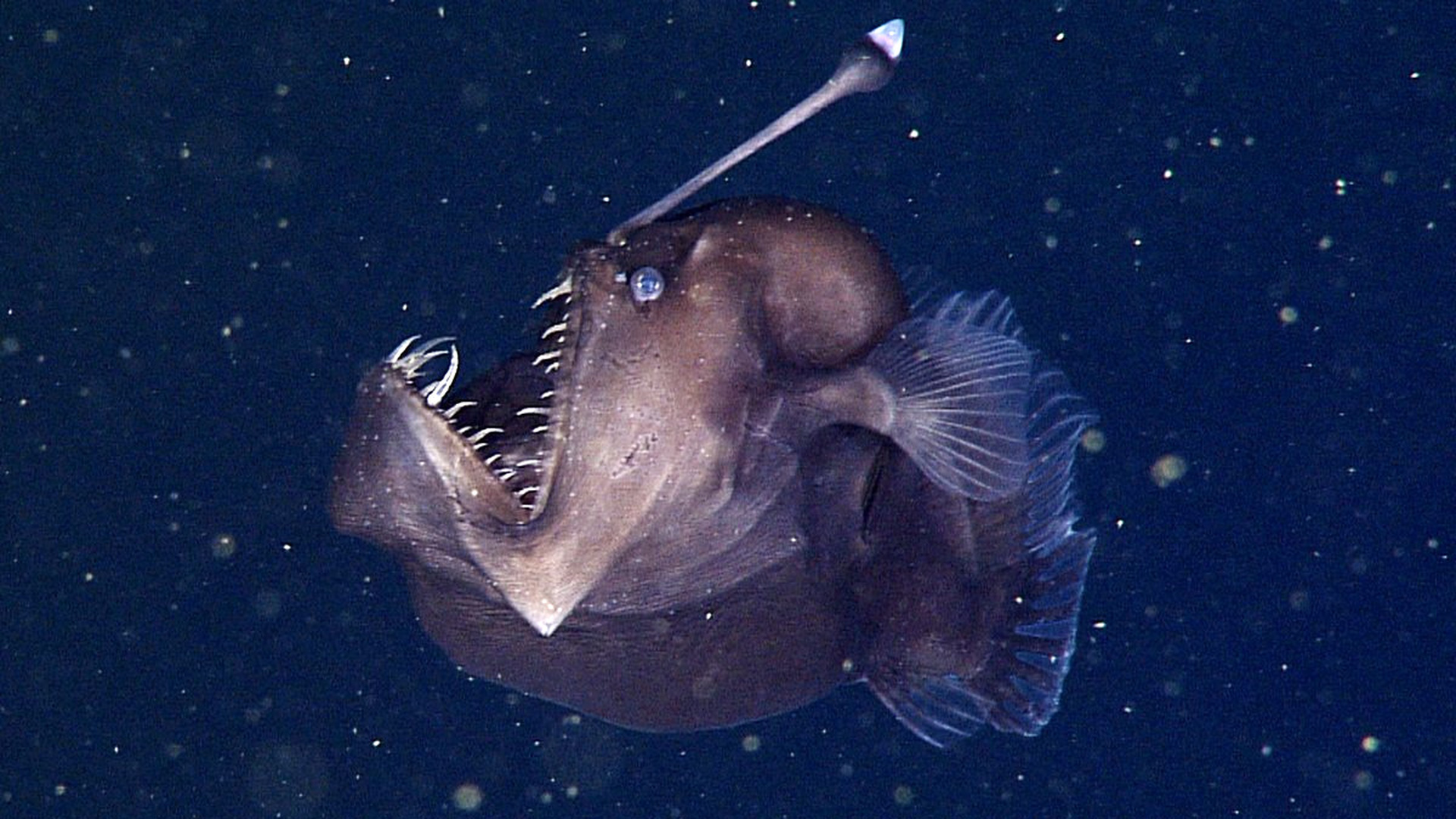 Рыба с фонариком на голове название и фото