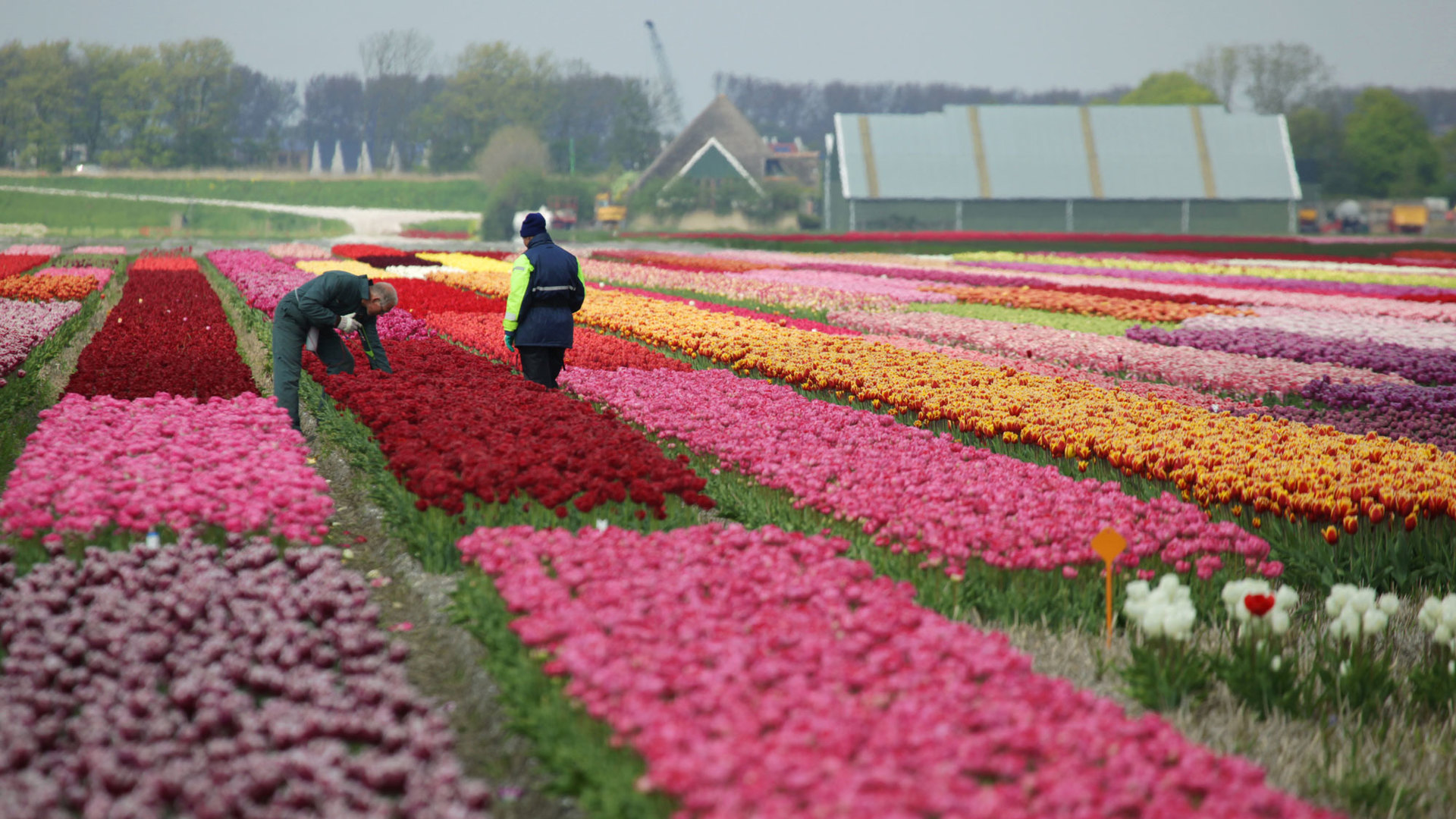 Голландия цветы плантации