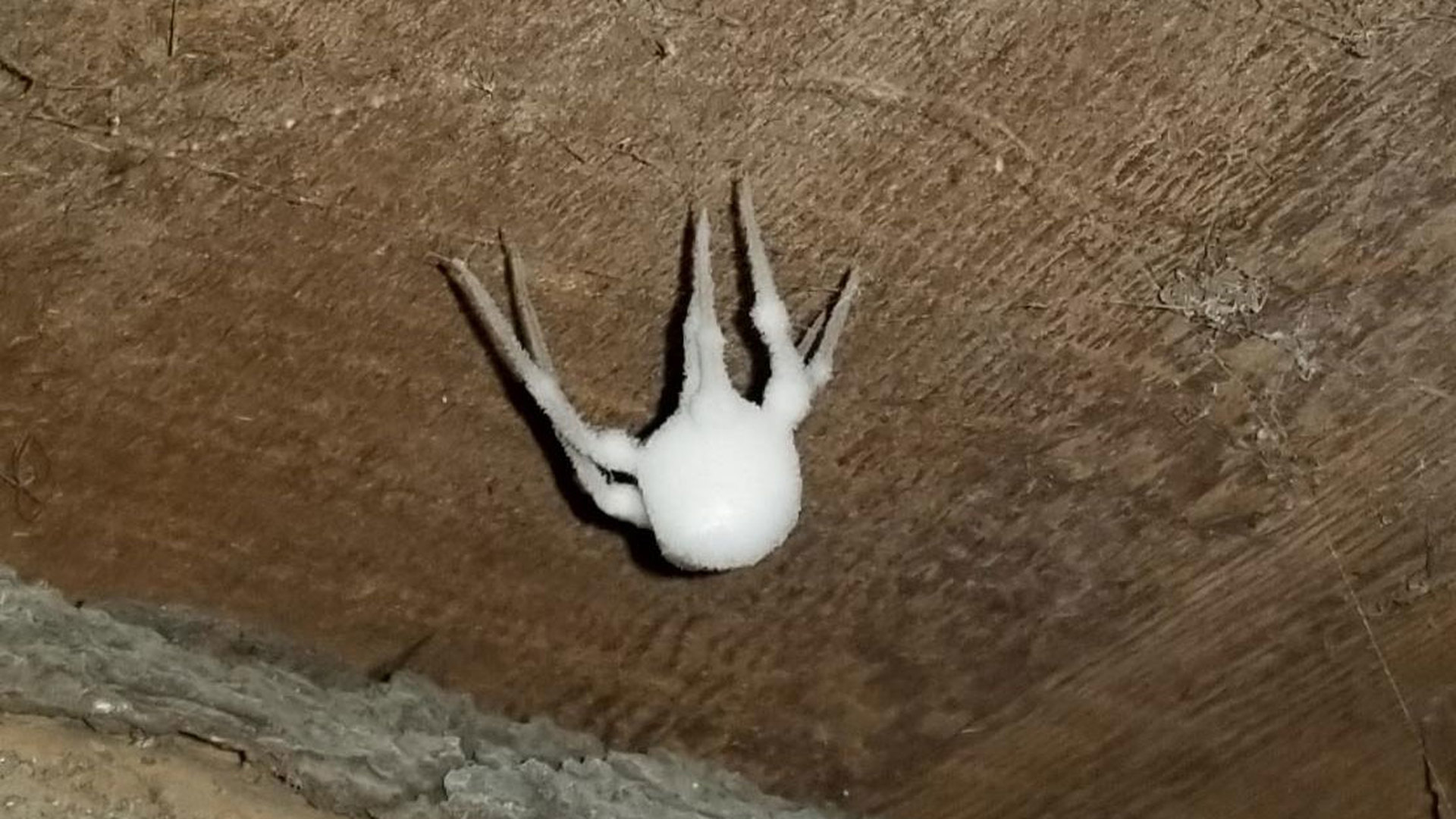 Белый паук долгоножка