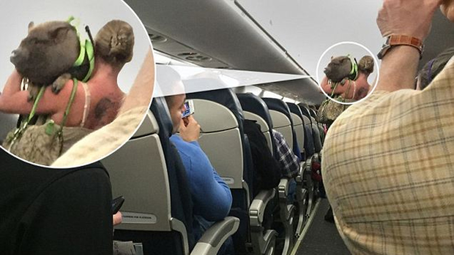 Растение в самолет можно. Толстый самолет. Смешные пассажиры в самолете. Свинья в самолете. Толстый пассажир в самолете.