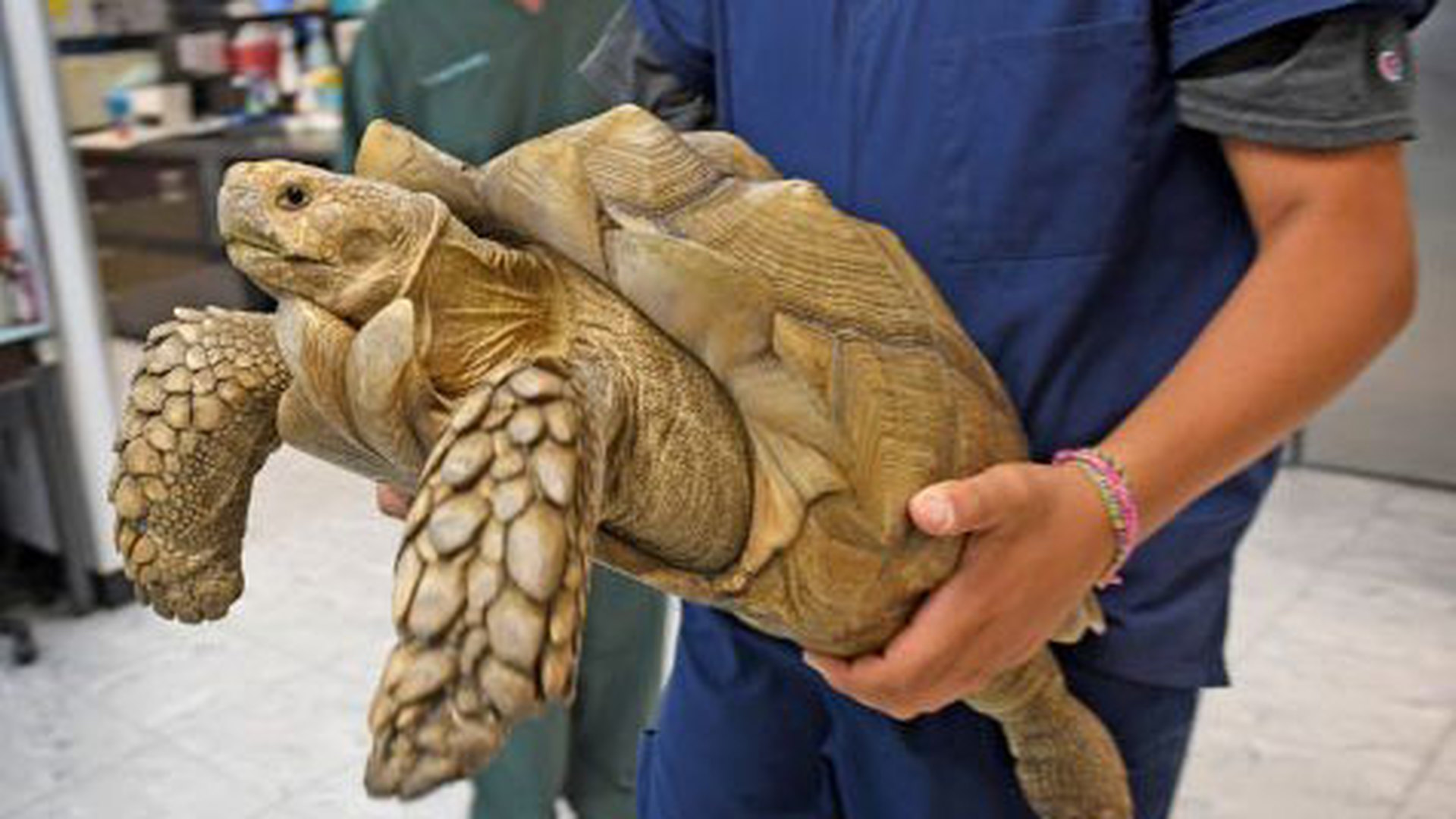 Turtle отзывы. Шпороносная черепаха. Сухопутная черепаха шпороносная. Шпороносная черепаха большая. Сульката черепаха.