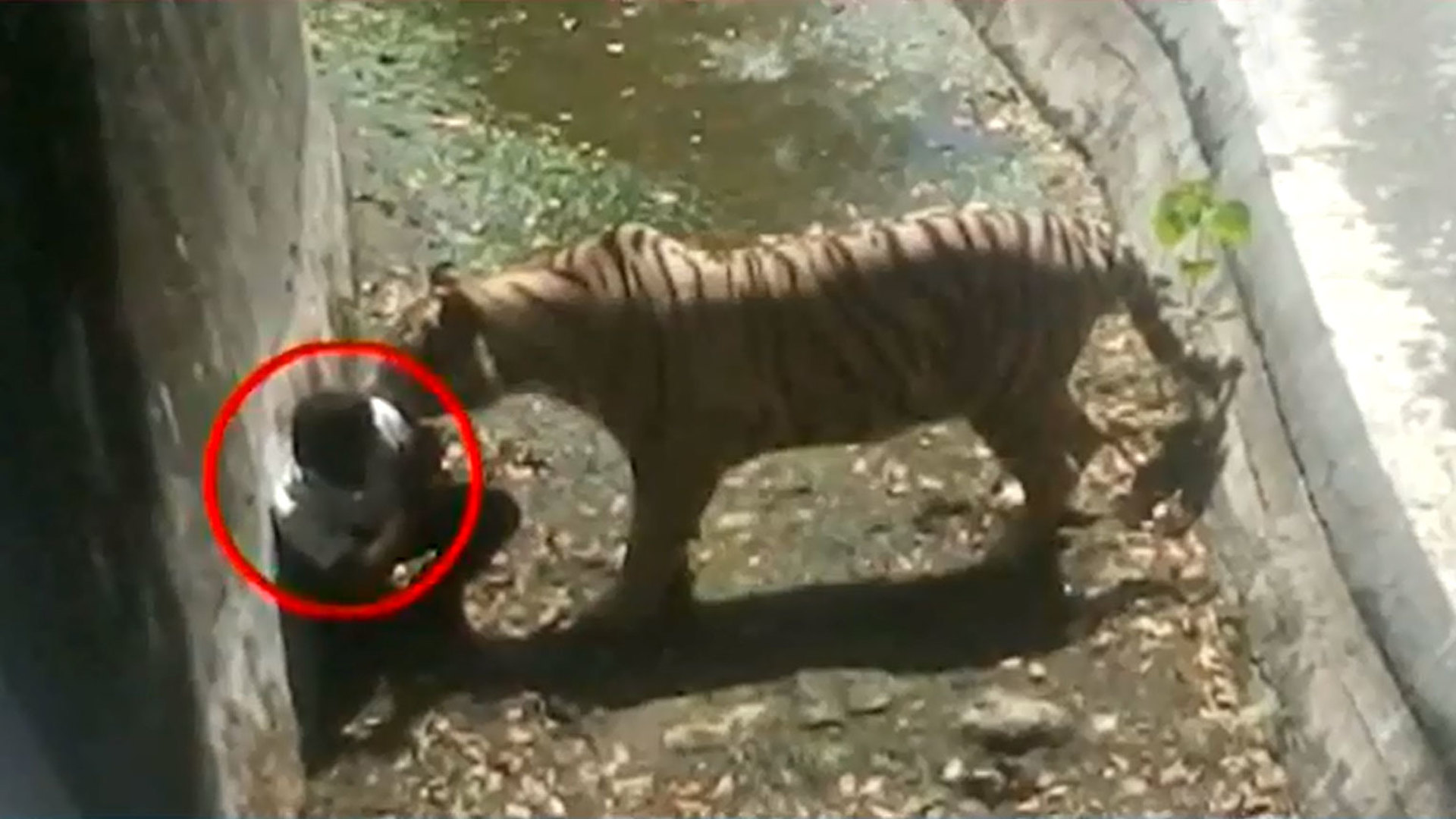 Нападение хищного города. Тигр в зоопарке.