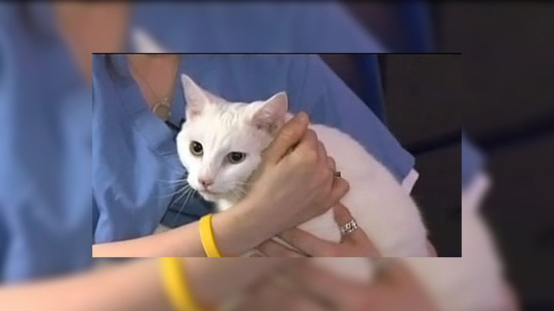 Котенок сахарок