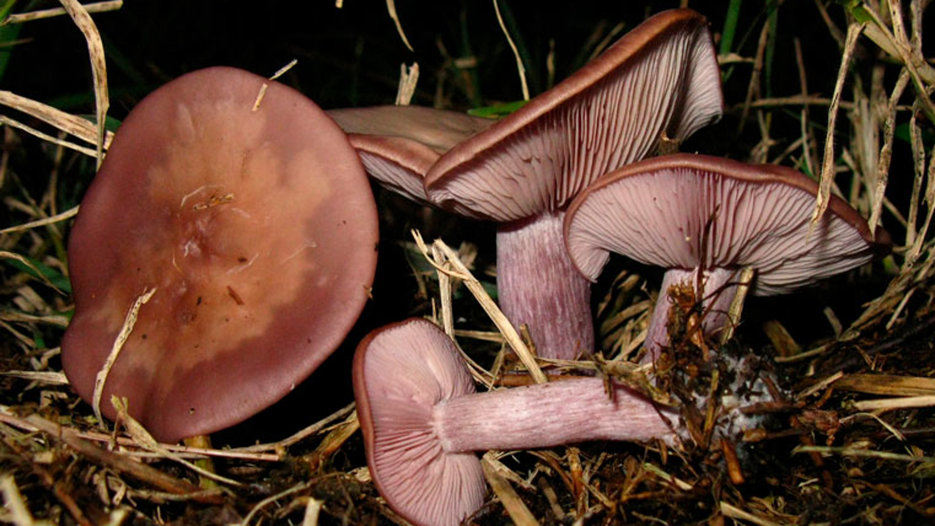 Lepista Panaeolus