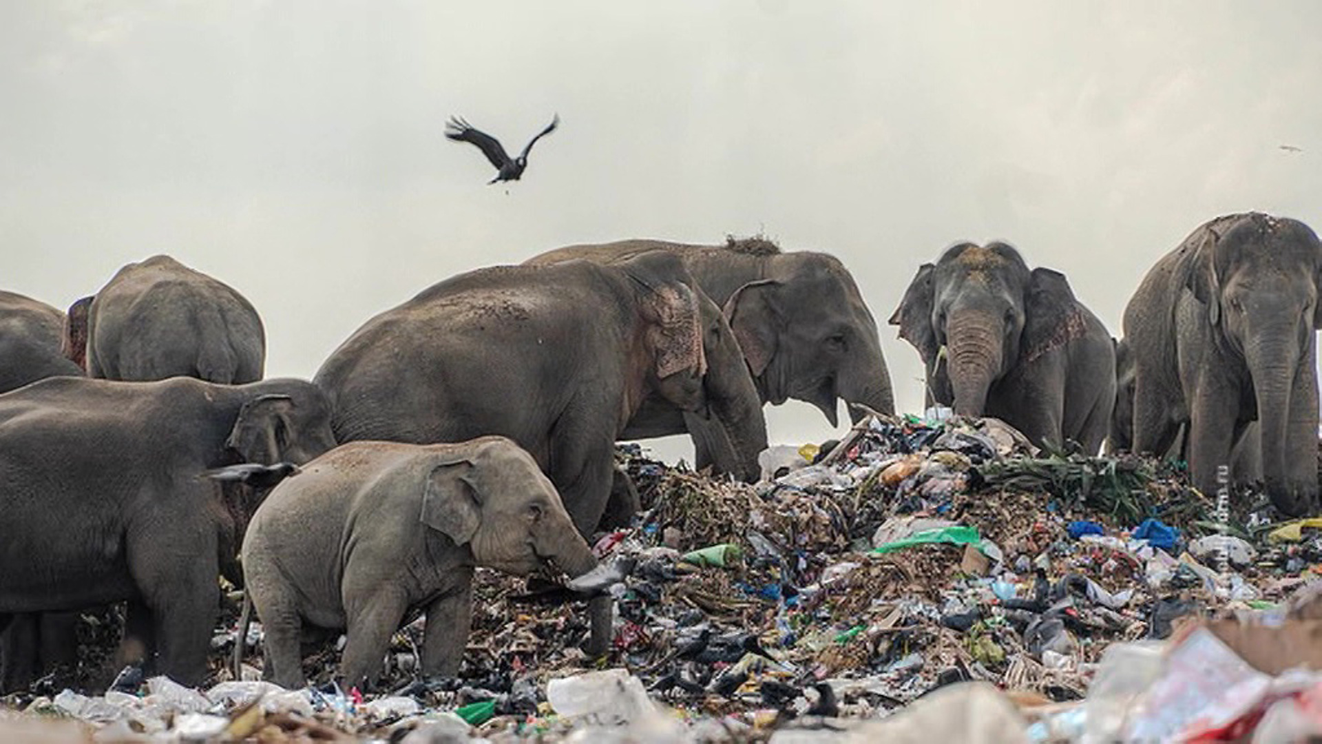Животные погибают от мусора