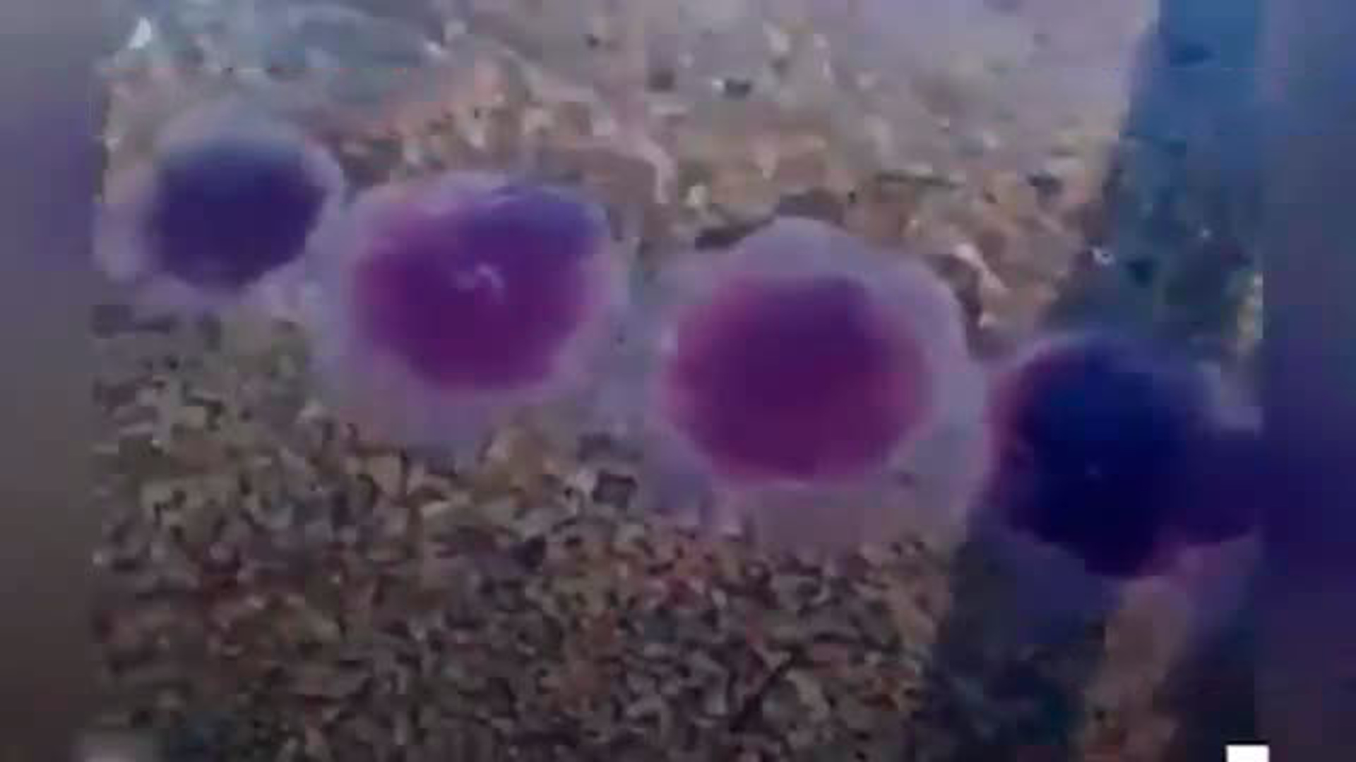 Медузы в Приморском крае