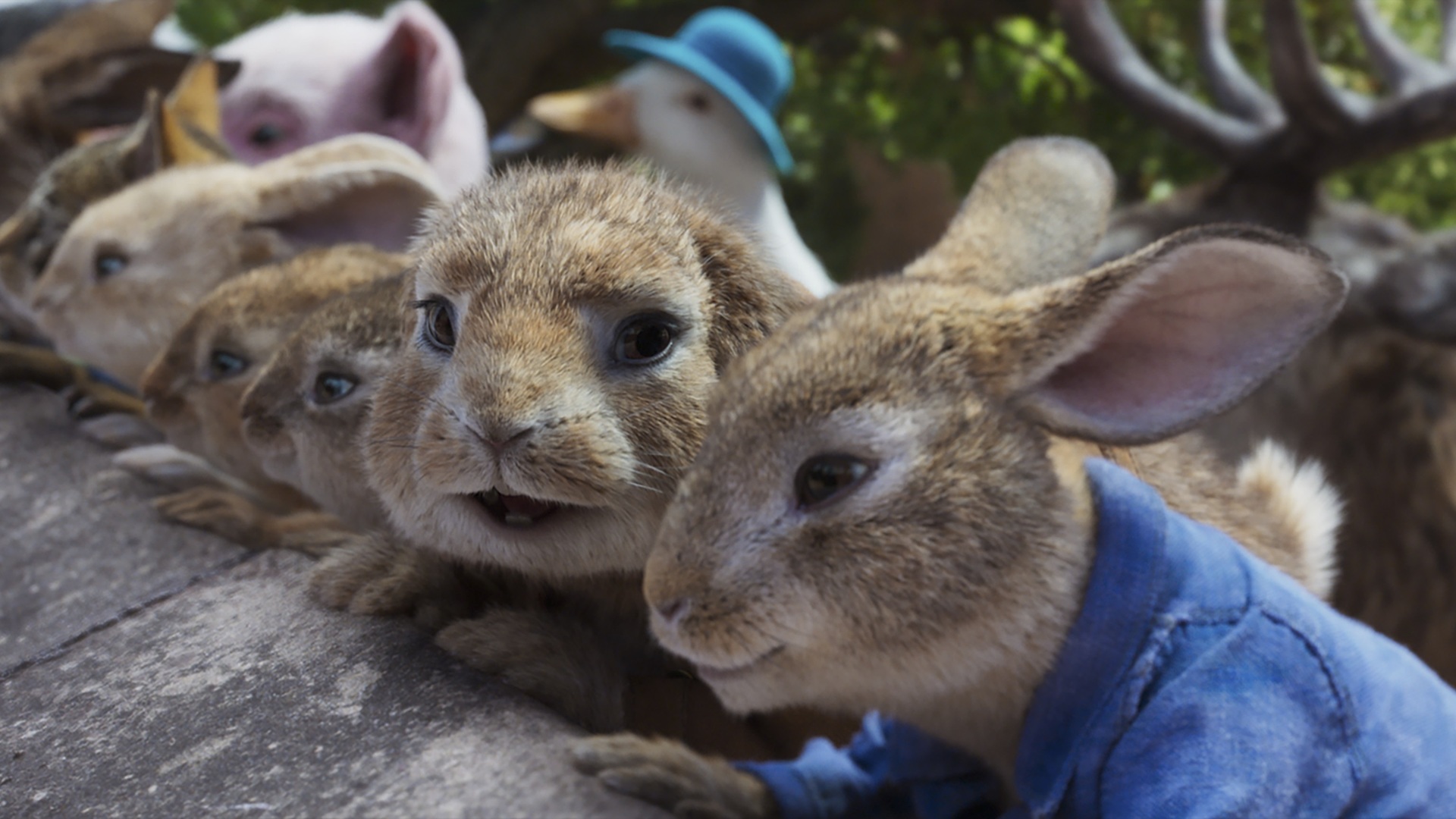 Кролик питер 2 картинки