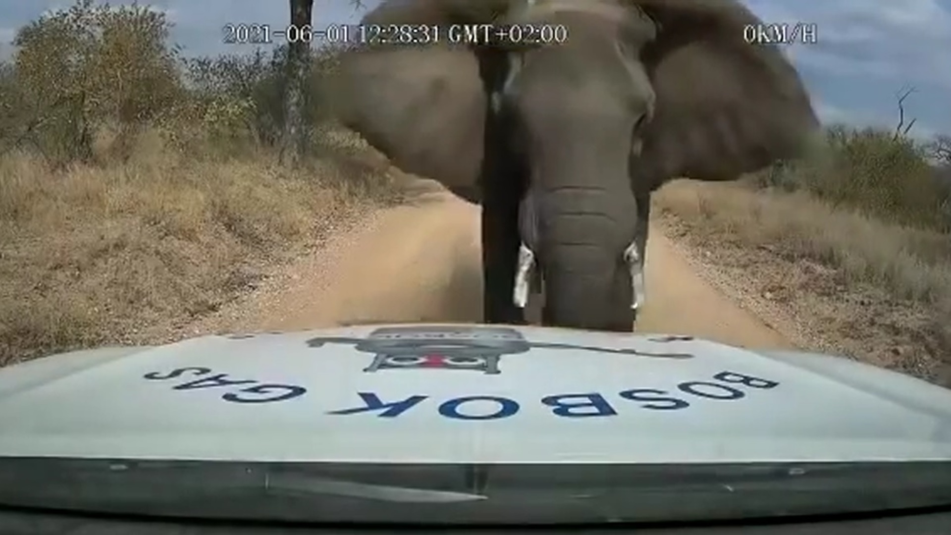 Слон в легковушке