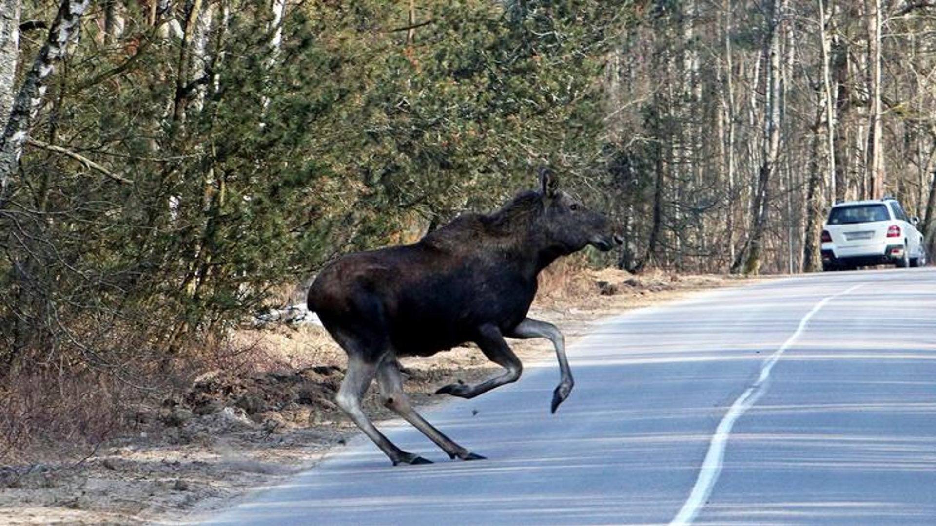 Фото лося на дороге