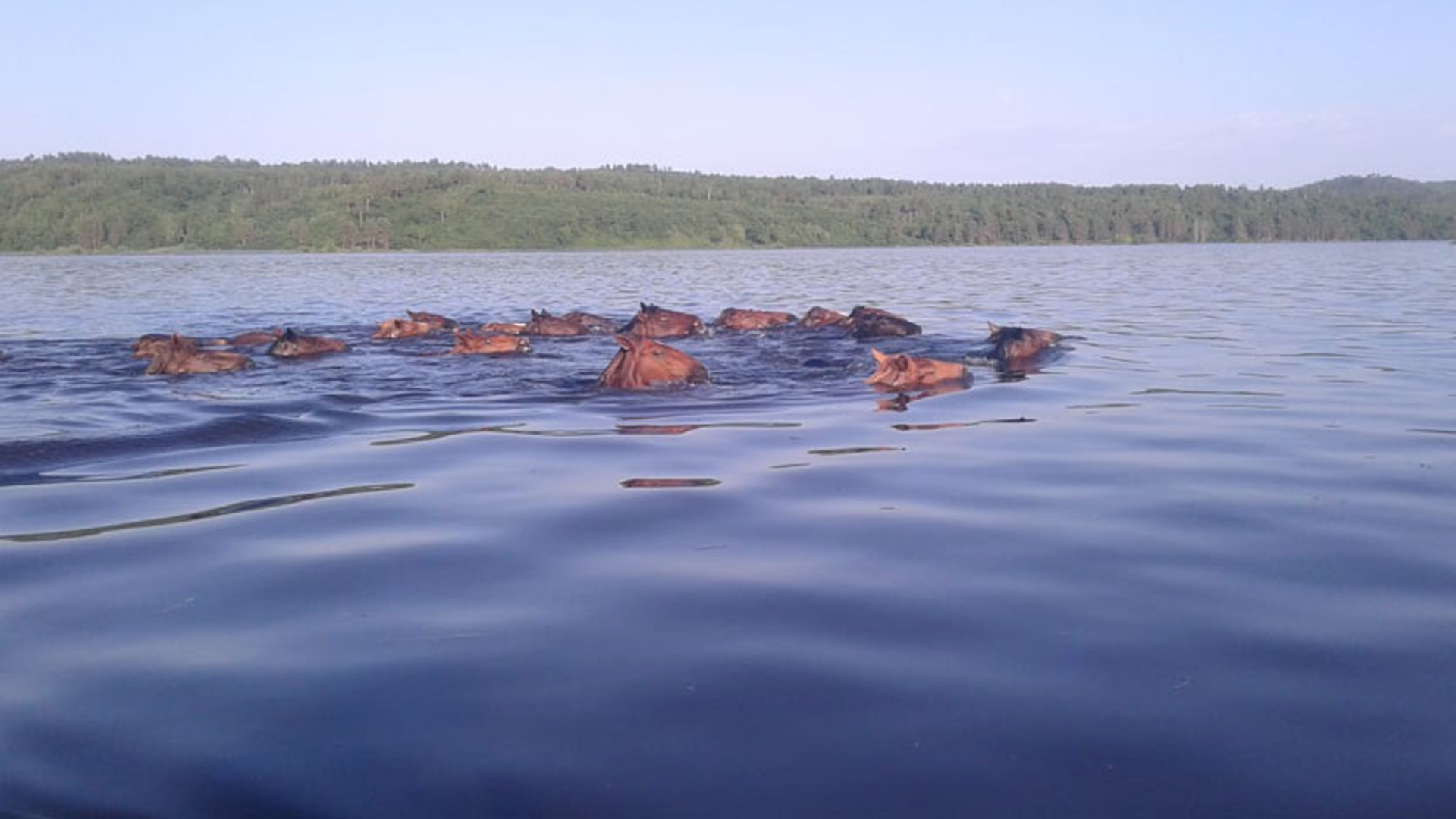 На берегу амура