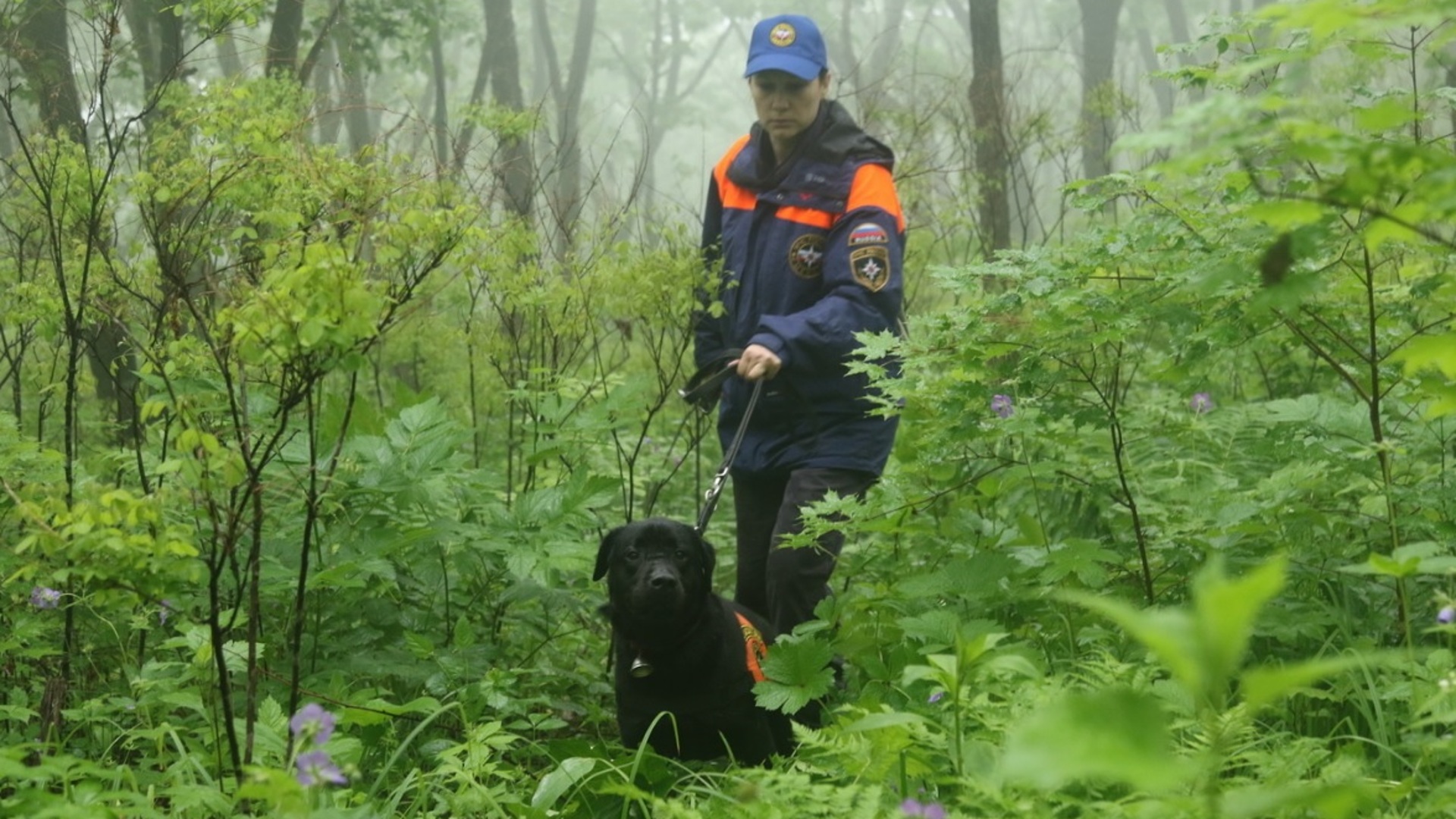 Поисково-спасательных собак в лесу