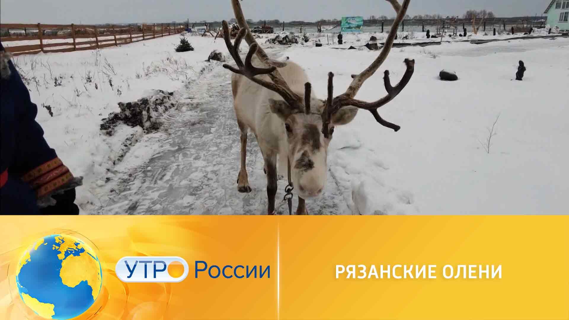 Олени в рязани
