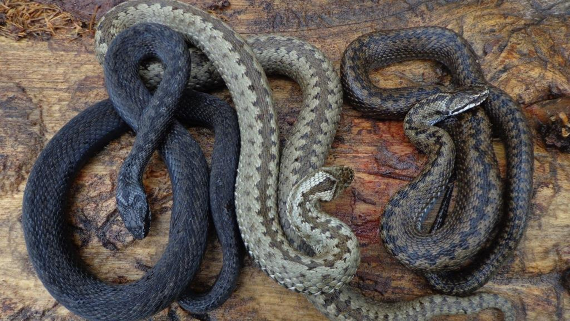 змеи азербайджана фото