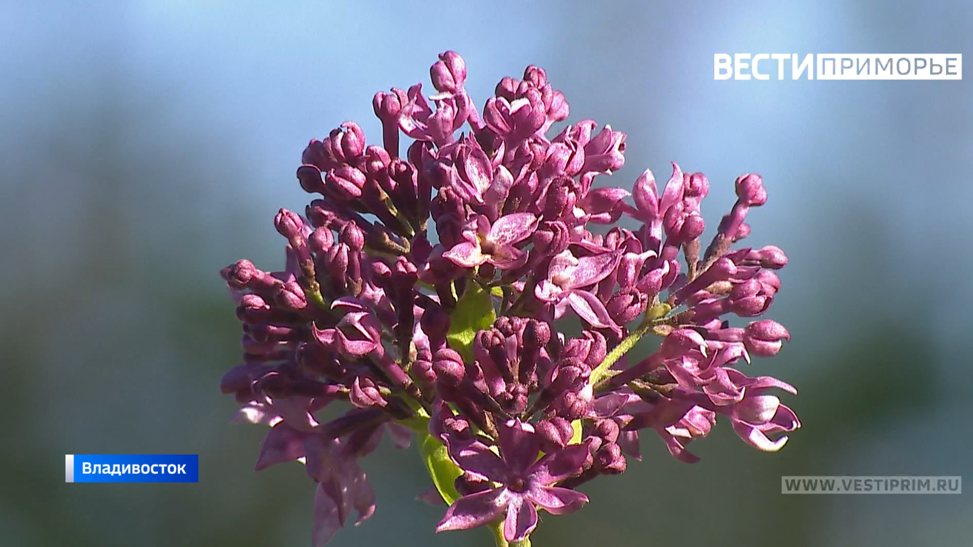 丁香和杜鹃花在符拉迪沃斯托克开花——科学家如何解释这种大自然的馈赠？