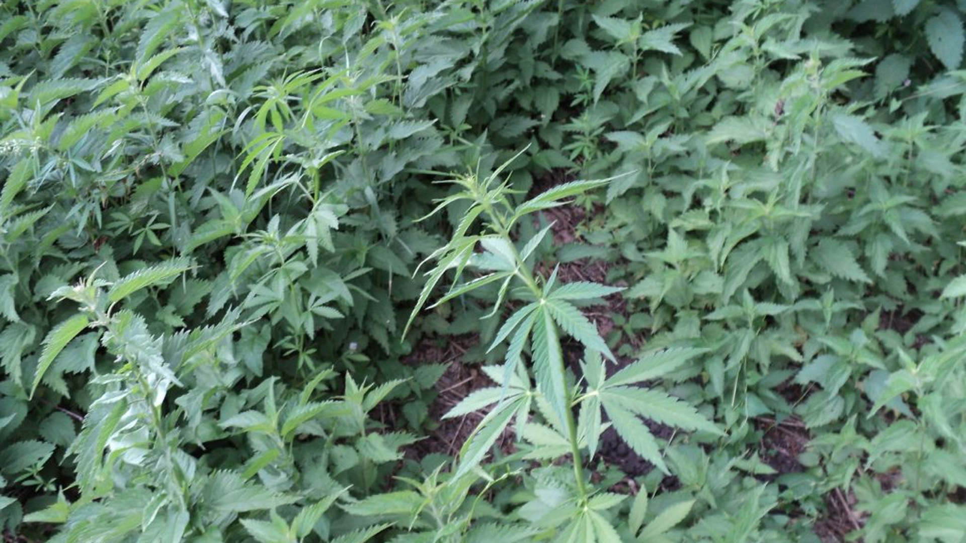 Информация о выращивании конопли иван марихуана