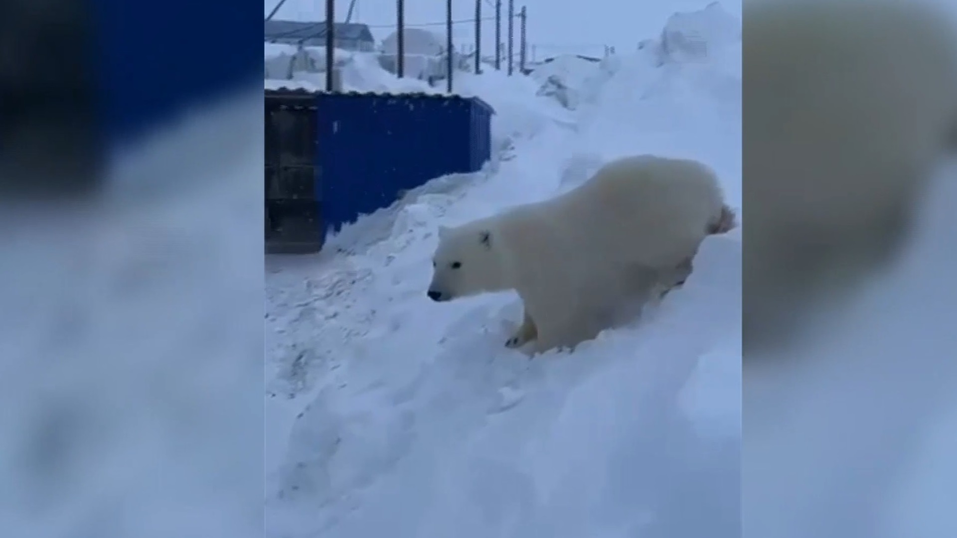 клуб белый медведь в саранске