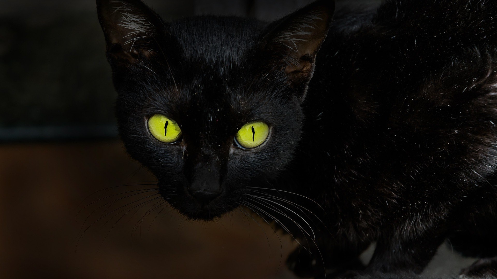 Чёрные коты с жёлтыми глазами