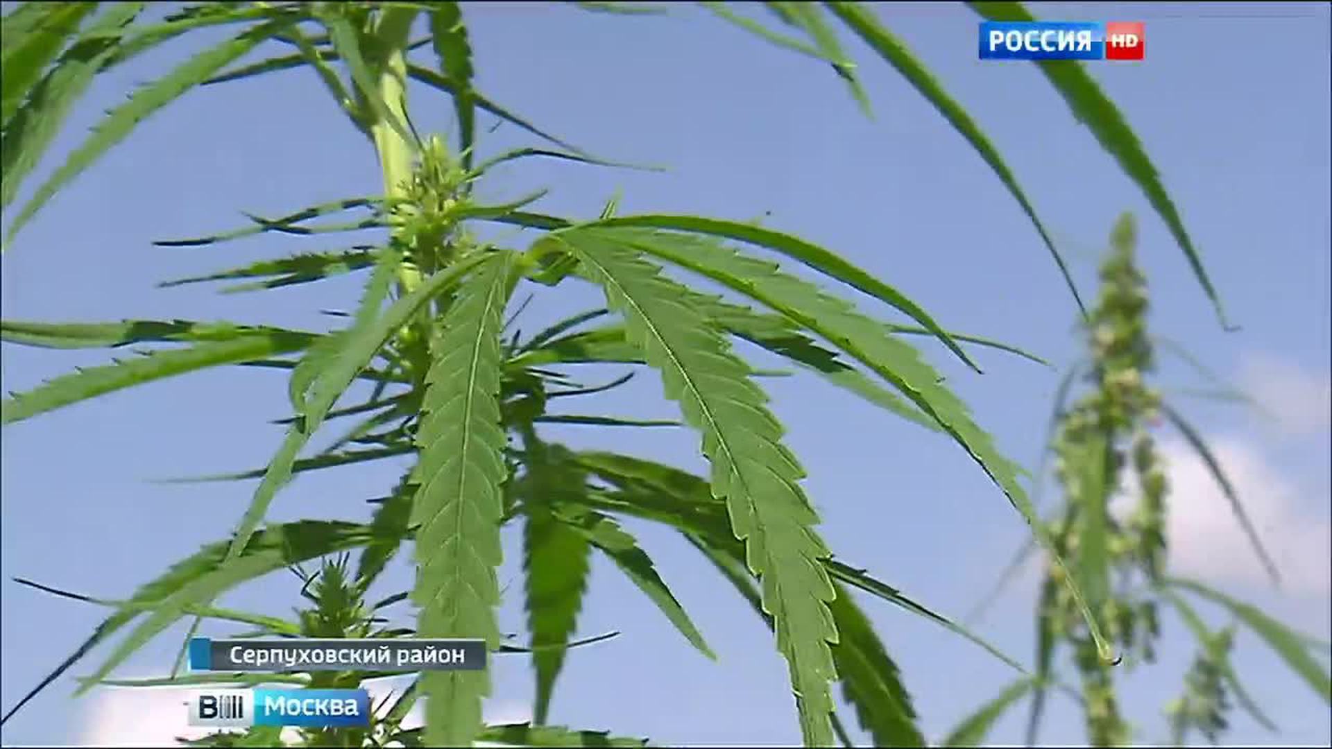 Где растет марихуана в россии гидропоническая конопля