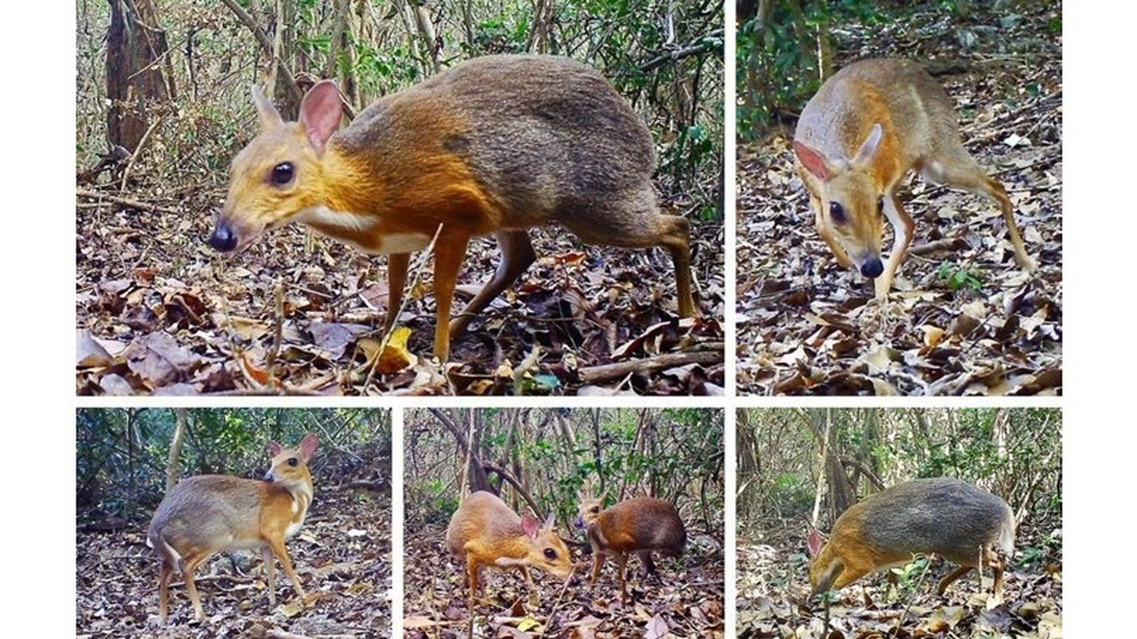 Амурский леопард