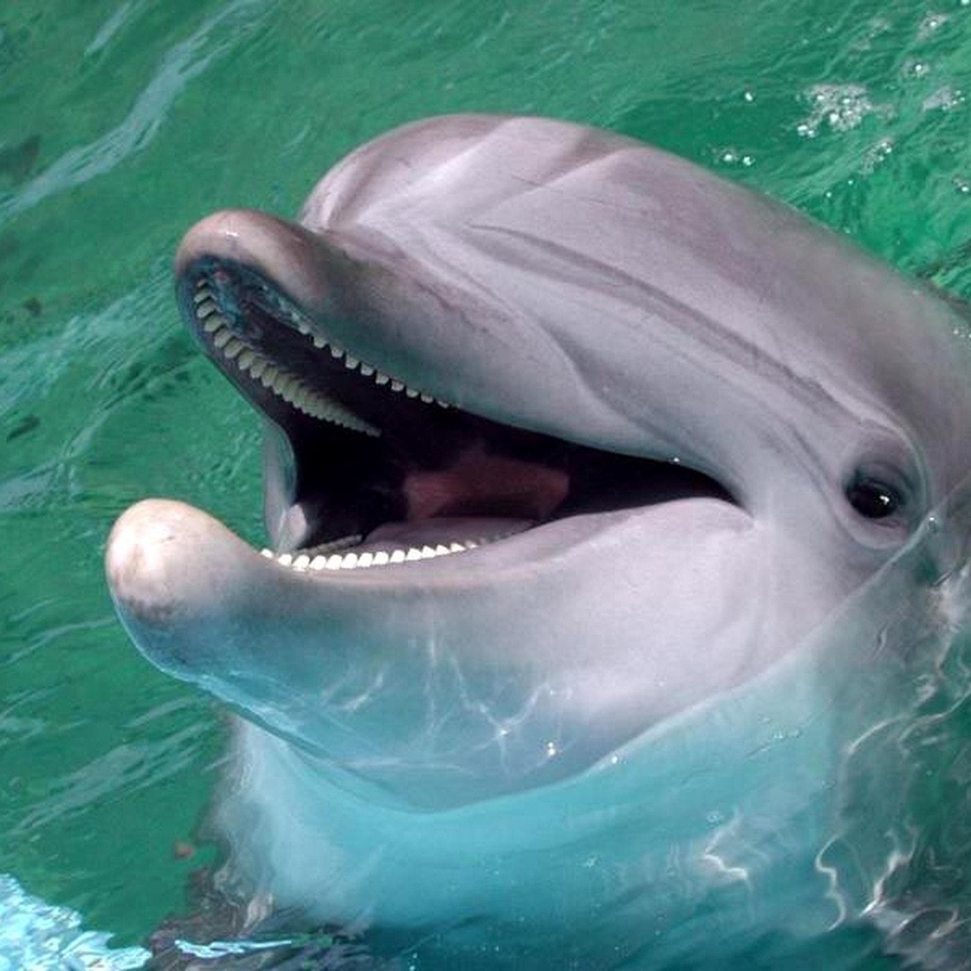 Беломорский Дельфин