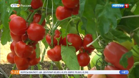 Стартовало русское создание Черри