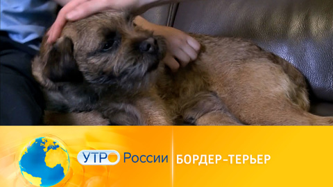 Утро России. Бордер-терьер
