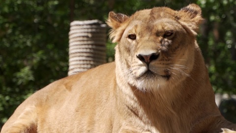 Диалоги о животных. Новосибирский зоопарк. Серия 10