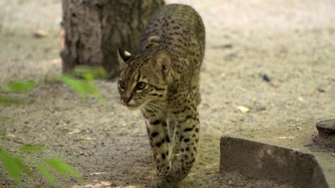 Диалоги о животных. Новосибирский зоопарк. Серия 13